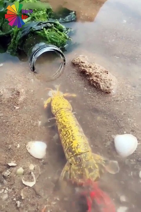 AMAZING CREATURES  - AMAZING CREATURES ...