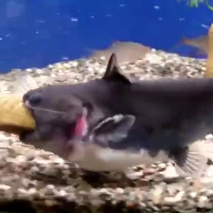Ce poisson-chat très gourmand dévore un autre poisson aussi gros que lui