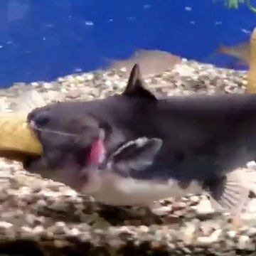 Ce poisson-chat très gourmand dévore un autre poisson aussi gros que lui