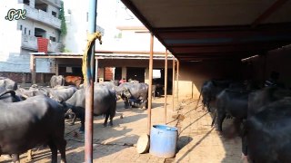 Talib Buffalo Farm | Buffaloes Farming in Urdu | Dairy Farming Tips | Buffaloes Farming