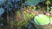 Sujet: Bois-des-Mouilles, la chasse aux plantes envahissantes