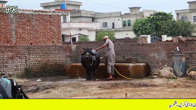 Fahad Buffalo Farm | Buffaloes Dairy Farming in Urdu | Dairy Farming | Buffaloes Farming Tips 3 بھینسوں سے 32 بھینسوں تک کا سفر سچے ,محنتی اور ایماندار نوجوان بھائی کا زبردست انٹرویو