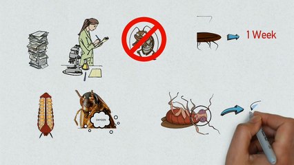 Why Cockroaches Are So Hard To Kill