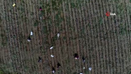 Pamuk üreticisi en az 1.25 TL destek bekliyor