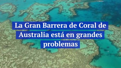 La Gran Barrera de Coral de Australia está en grandes problemas