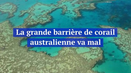La grande barrière de corail australienne va mal