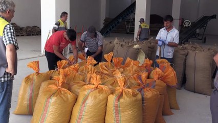 Fındık üreticilerine nem uyarısı - ORDU