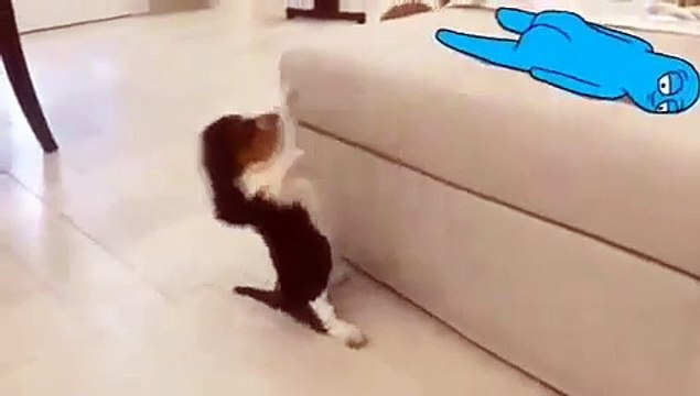 Si vous passez une mauvaise journée, ce chiot va vous faire pleurer de rire. Admirez !