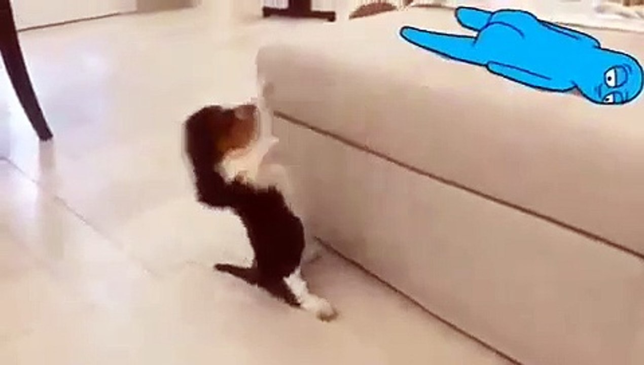 Si vous passez une mauvaise journée, ce chiot va vous faire pleurer de rire. Admirez !