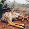 Ces hommes sont de vrais héros. Regardez ce qu'ils font pour cette girafe !