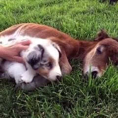 Cet adorable Aussie fait un câlin à une vache malade. Trop cute !