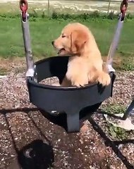 Ce chiot golden va vous donner la bonne humeur. Admirez !
