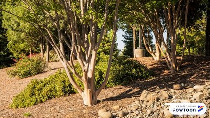 tree thinning