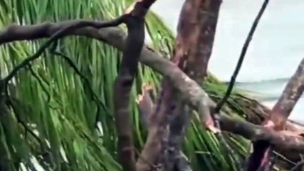 பஹாமாஸில் பேயாட்டம் ஆடிய டோரியன் புயல் | washington dorian cyclone