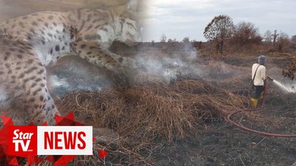 Leopard cat among wildlife killed in Kuala Baram forest fires