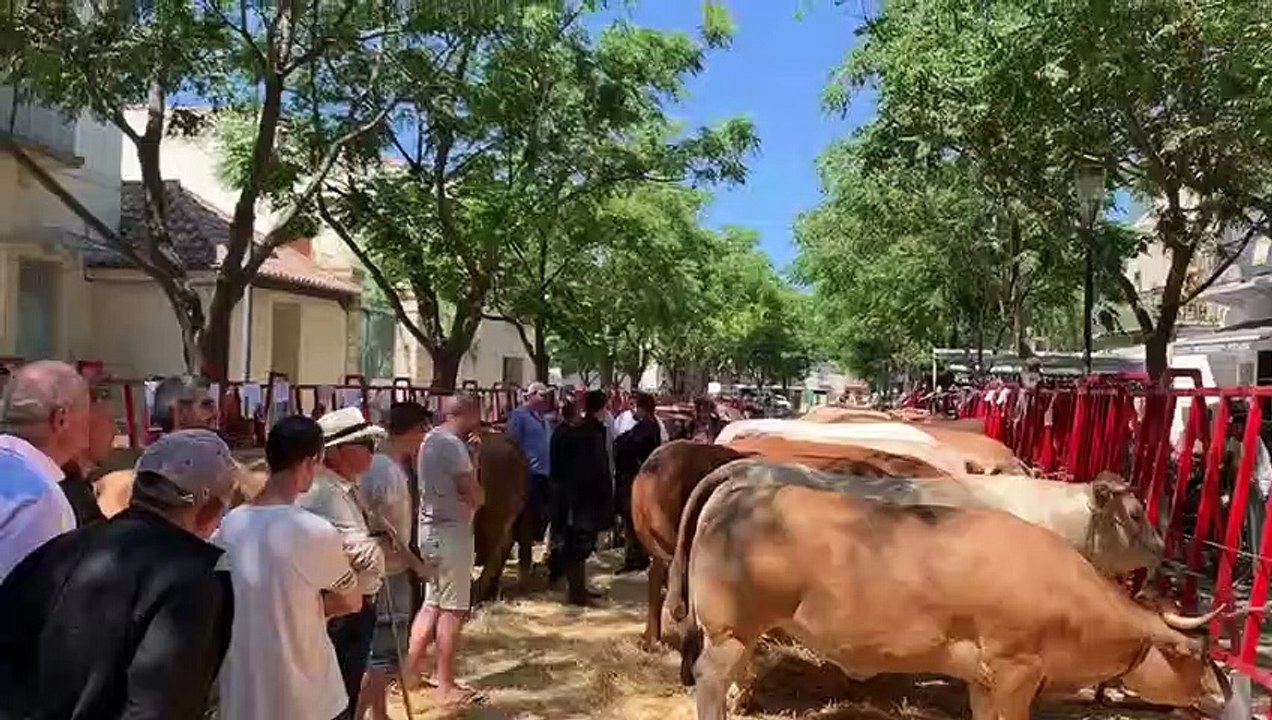 concours du boeuf gras à vic la gardiole 3 aout 2019