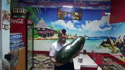 Çin tohumundan üretildi!.. 21 kilogram ağırlığında!