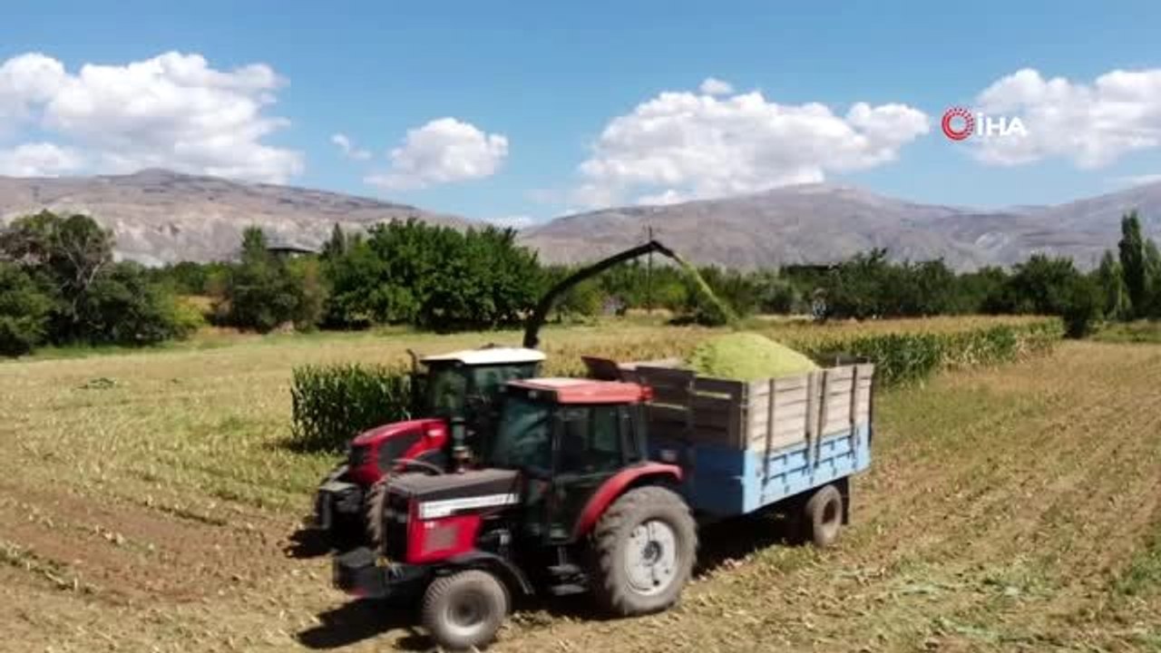 Silajlık mısır hasadı Erzincan'da başladı