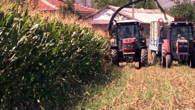 Silajlık mısır hasadı Erzincan’da başladı