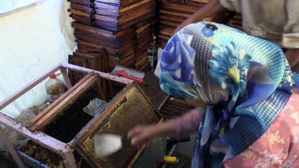 Sert esen 'sam yeli' çam balı hasadını geciktirdi - MUĞLA