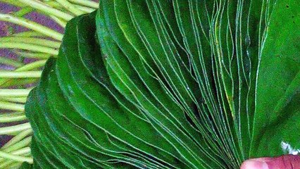 வெற்றிலை ரகசியம்.. வியக்க வைக்கும் தகவல்கள்..!