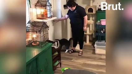 En Norvège, un hôtel met les chats à l'honneur