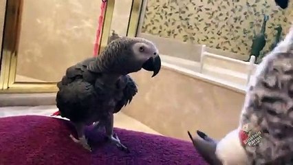 Parrot plays a game of Monkey See, Monkey Do
