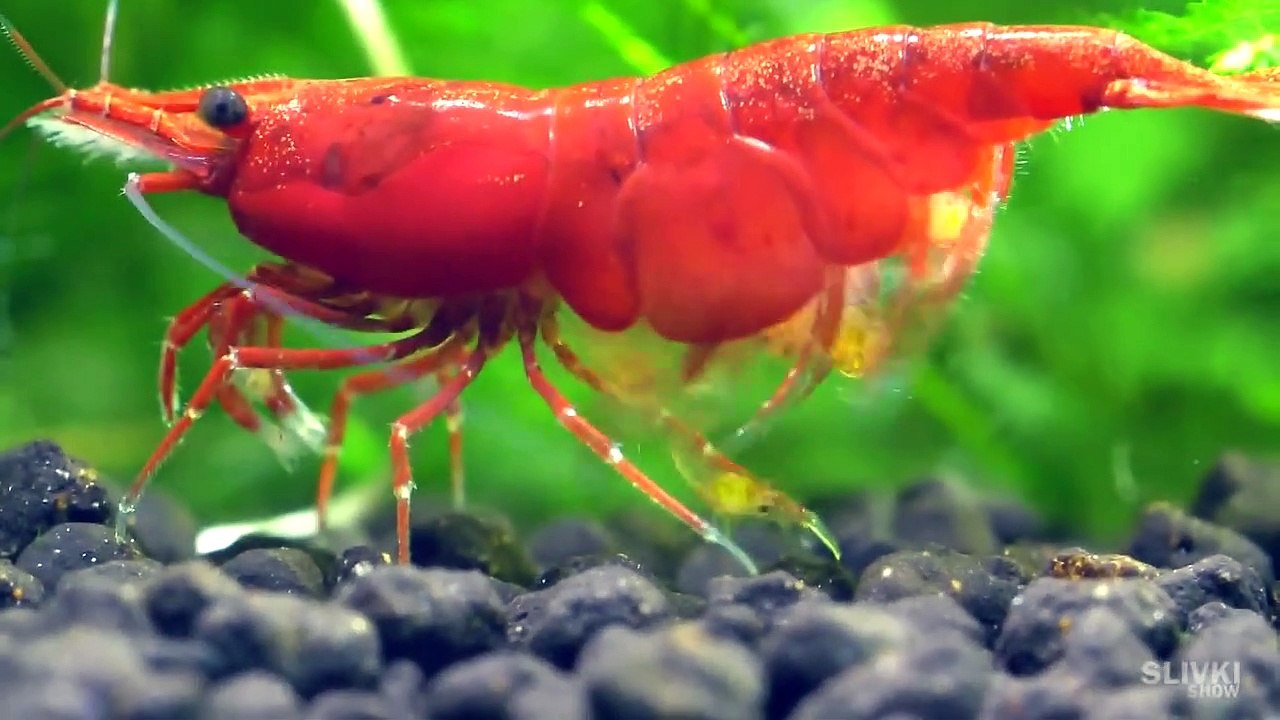 Underwater Terrarium - They Are Cannibals!