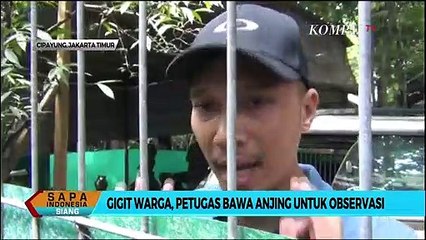 Gigit Warga, Petugas Bawa Anjing Bima Aryo untuk Observasi