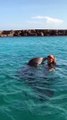 Dünyaca ünlü ABD'li şarkıcı Mariah Carey'i öpen yunus balığının mutluluğu...
