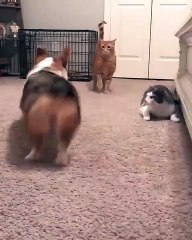 Quand des chats et des chiens passent de bons moments ensemble. Adorable !