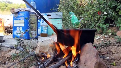 Muğla 3,5 milyon arı kovanına ev sahipliği yapıyor