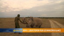 Lueur d'espoir pour les rhinos blancs du nord du Kenya [The Morning Call]