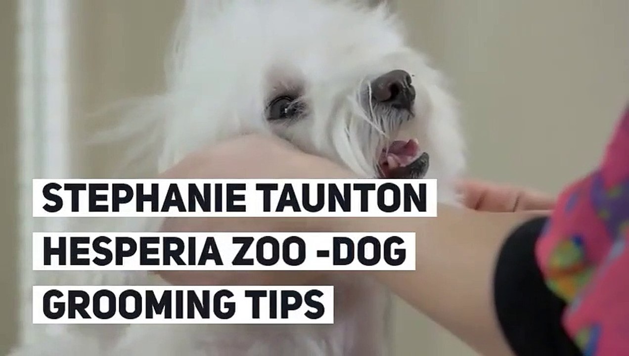 Stephanie taunton Hesperia Zoo Dog Grooming tips Video video Dailymotion