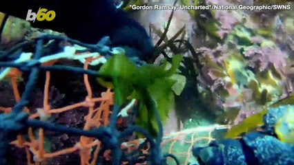 Chef Gordon Ramsay is Outmuscled by a Snail in the First Episode of His New Travel Series