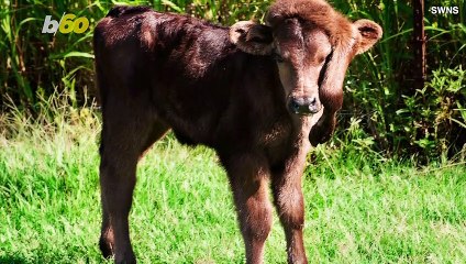 Calf Born With 5th Leg On Head Rescued By Caring Couple!