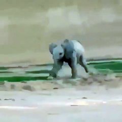 Ce bébé éléphant est prêt à voler. Admirez !