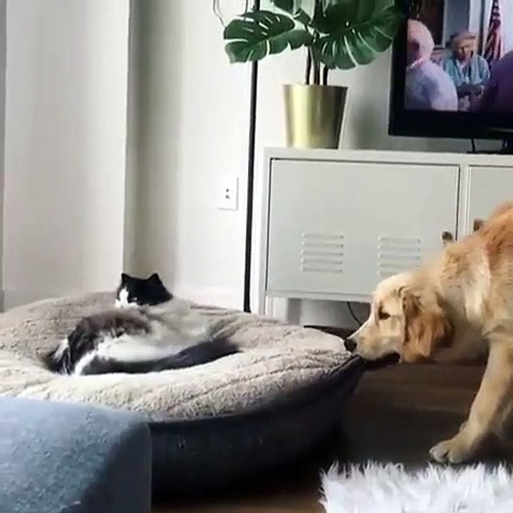 Regardez la réaction de cette chienne quand un chat dort sur son lit. Marrant !