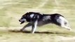 Ce chien-loup est extrêmement très rapide. Admirez sa performance !