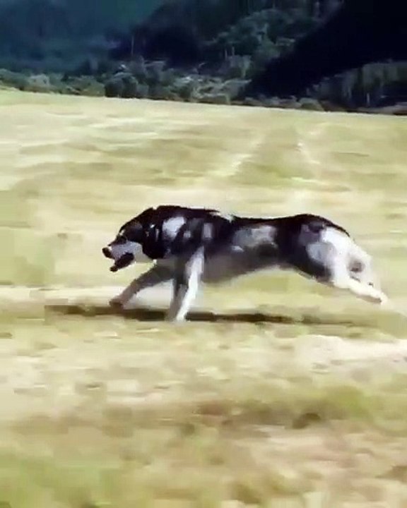 Ce chien-loup est extrêmement très rapide. Admirez sa performance !