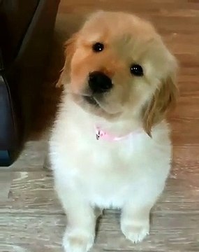 Ce chiot a le tour de tête le plus mignon du monde. Regardez !