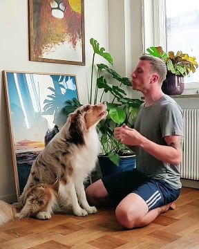 Cet Aussie prend des cours de hurlement avec son papa. A croquer !