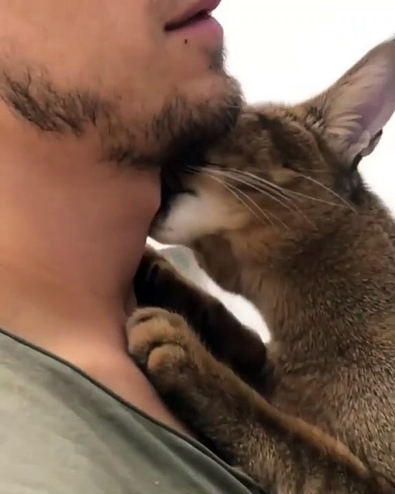 Quand un chaton essaie de trouver du lait dans le cou de son maître. Trop chou !