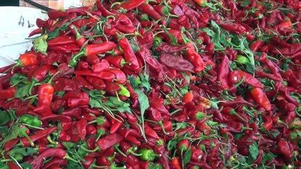 Biber mesaisinden ev ekonomisine katkı - GAZİANTEP