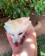 Ce bébé fox aime chanter quand on lui gratte le cou. Adorable !