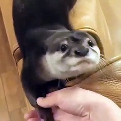 Quand le maître de ce bébé phoque rentre à la maison après une longue journée difficile. Adorable !