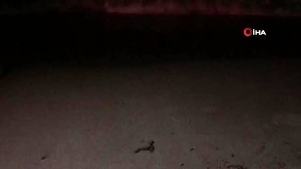 Şezlongların arasından çıkan yavru caretta carettalar şaşırttı