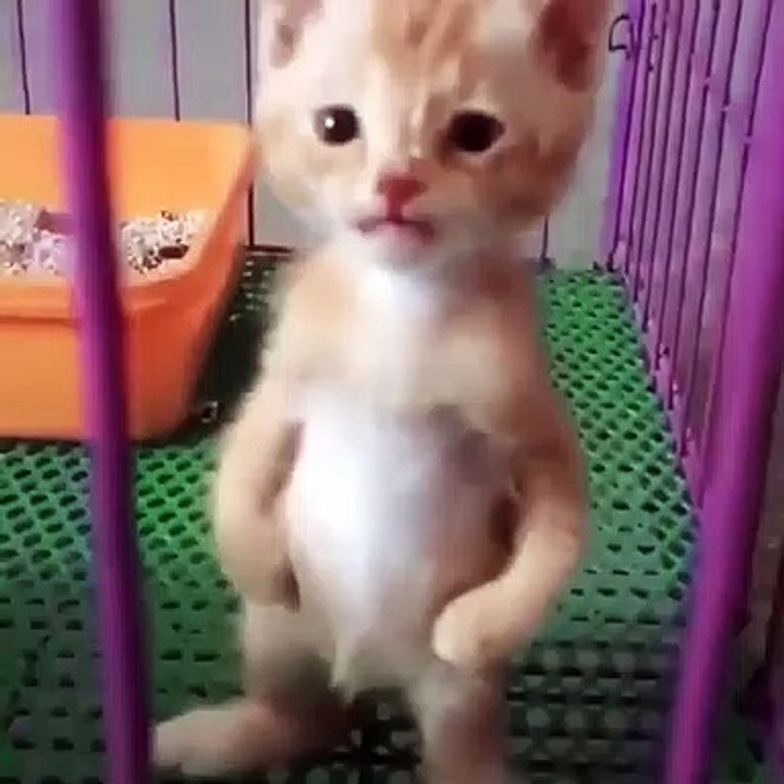 Ce chaton tient sur ses deux petites pattes et pousse un adorable cri. Ecoutez !