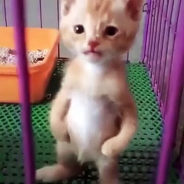 Ce chaton tient sur ses deux petites pattes et pousse un adorable cri. Ecoutez !