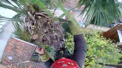 Fire Races Toward Arborist at Top of Palm Tree